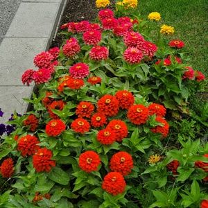 Meet your Posher, Somaye